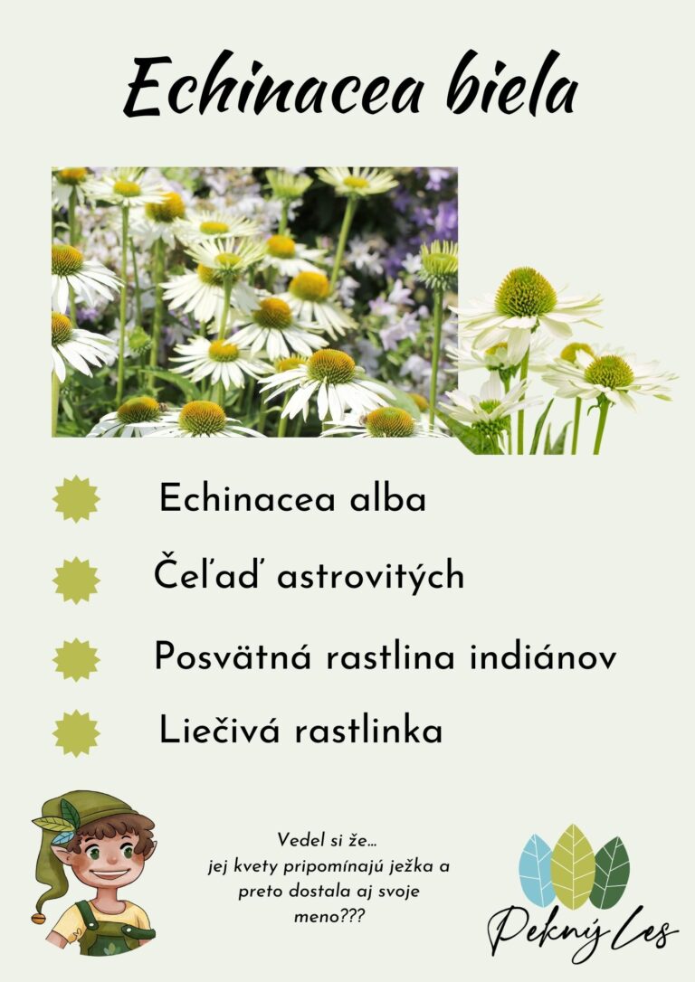 Echinacea